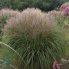 Miscanthus sinensis 'Kleine Silberspinne'