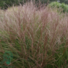 Miscanthus sinensis 'Kleine Silberspinne'
