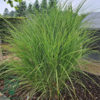 Miscanthus sinensis 'Kleine Silberspinne'
