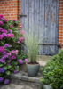 Miscanthus sinensis 'Morning Light'