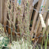 Molinia caerulea 'Dauerstrahl', Pibegræs/Blåtop
