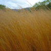 Molinia caerulea 'Heidebraut', Pibegræs/Blåtop