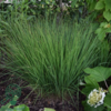 Molinia caerulea 'Heidebraut', Pibegræs/Blåtop