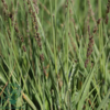 Molinia caerulea 'Moorhexe', Pibegræs/Blåtop
