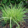 Molinia caerulea 'Variegata', Pibegræs/Blåtop