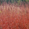 Panicum virgatum 'Rehbraun', Præriehirse