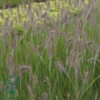 Pennisetum alopecuroides 'Hameln' C1,0