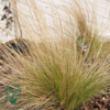 Stipa tenuissima 'Pony Tails', Fjergræs