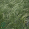 Stipa tenuissima 'Pony Tails', Fjergræs