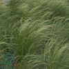 Stipa tenuissima 'Pony Tails', Fjergræs
