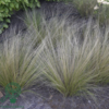 Stipa tenuissima 'Pony Tails', Fjergræs