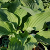 Hosta nigrescens 'Krossa Regal', Funkia