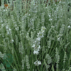 Lavandula angustifolia 'Edelweiss', Lavendel
