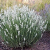 Lavandula angustifolia 'Edelweiss', Lavendel