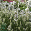 Lavandula angustifolia 'Edelweiss', Lavendel