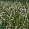 Lavandula angustifolia 'Edelweiss', Lavendel