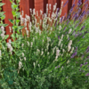 Lavandula angustifolia 'Edelweiss', Lavendel