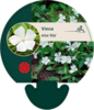 Vinca minor 'Alba'