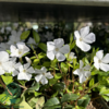 Vinca minor 'Alba'