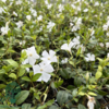 Vinca minor 'Alba'