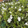 Vinca minor 'Alba'
