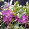 Vinca minor 'Atropurpurea', Vintergrønt