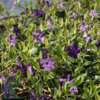 Vinca minor 'Atropurpurea', Vintergrønt