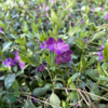 Vinca minor 'Atropurpurea', Vintergrønt