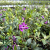 Vinca minor 'Atropurpurea', Vintergrønt