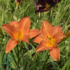 Hemerocallis hybrid 'Mauna Loa', Daglilje