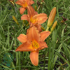 Hemerocallis hybrid 'Mauna Loa', Daglilje