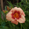 Hemerocallis hybrid 'Strawberry Candy', Daglilje