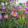 Anemone japonica-hybrid 'Splendens', Høstanemone C0,8