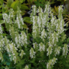 Salvia nemorosa 'Schneehügel', Småblomstret salvie