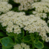 Sedum spectabile 'Stardust', Kinesisk sankthansurt