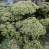 Sedum spectabile 'Stardust', Kinesisk sankthansurt