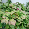 Rodgersia podophylla, Bronzeblad
