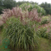 Miscanthus sinensis 'Malepartus'