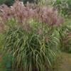 Miscanthus sinensis 'Malepartus'