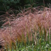 Miscanthus sinensis 'Malepartus'