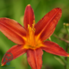 Hemerocallis hybrid 'Sammy Russel', Daglilje