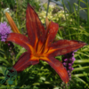 Hemerocallis hybrid 'Sammy Russel', Daglilje