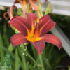 Hemerocallis hybrid 'Sammy Russel', Daglilje