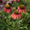 Echinacea hybrid 'Sensation Coral'®, Solhat