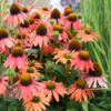 Echinacea hybrid 'Sensation Coral'®, Solhat