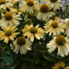 Echinacea hybrid 'Sensation Mango'®, Solhat