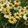 Echinacea hybrid 'Sensation Mango'®, Solhat
