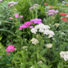 Achillea millefolium 'Summer Pastels', Røllike