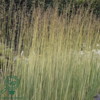 Molinia arundinacea Norðîc® 'Tiki® Lights', Pibegræs/Blåtop C2,0