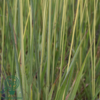 Molinia arundinacea Norðîc® 'Tiki® Lights', Pibegræs/Blåtop C2,0